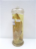 藏品(密點石斑魚)的圖片